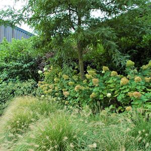 De hogere beplanting neemt het