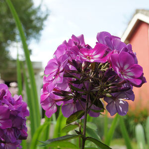 Phlox