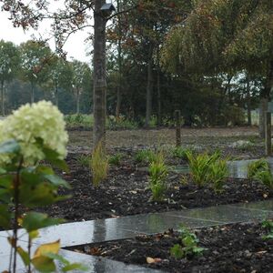 beplanting Marknesse