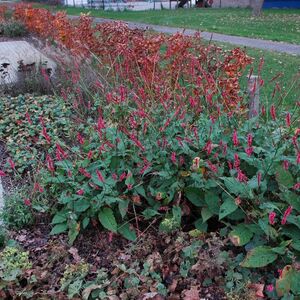 medisch centrum herfst 2014 