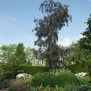 ruimte voor een boom