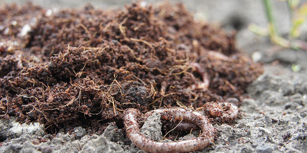 Regenwormen