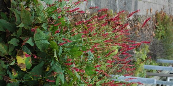 medisch centrum herfst 2014