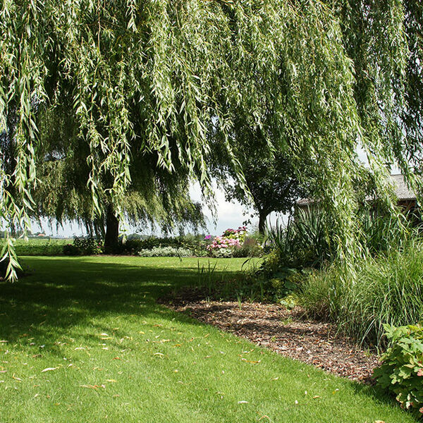 treurwilgen